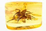 Pair of Large Fossil Jumping Spiders (Salticidae) In Baltic Amber #275382-1